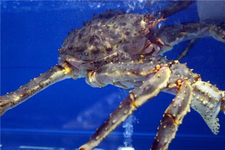 【時代儒商】膠東碼頭海鮮城淮揚菜、魯菜、海鮮超多美味！滿足您的味蕾~~